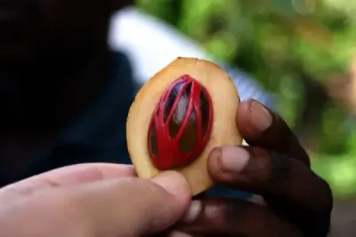 Whole Nutmeg (Jaiphal)