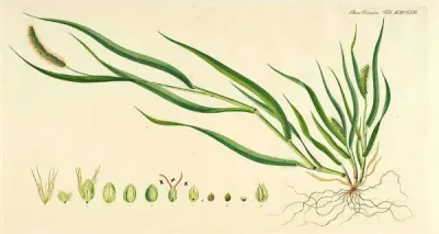Pearl Millet (Bajra)